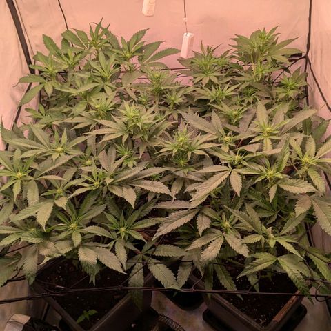 Platinum Jelly x Slurricane und Papaya Punch  growlog timeline photo