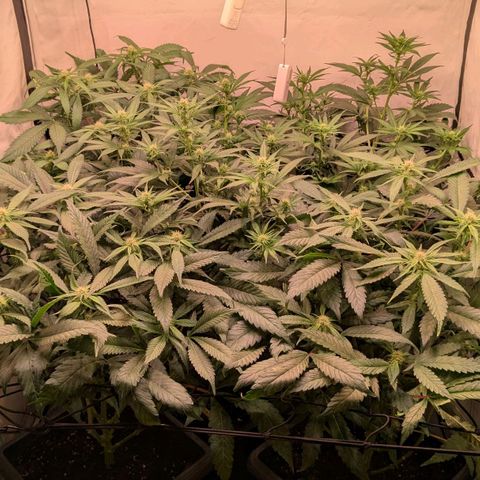 Platinum Jelly x Slurricane und Papaya Punch  growlog timeline photo