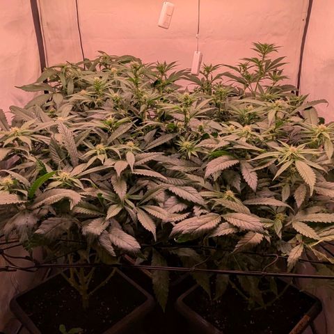 Platinum Jelly x Slurricane und Papaya Punch  growlog timeline photo