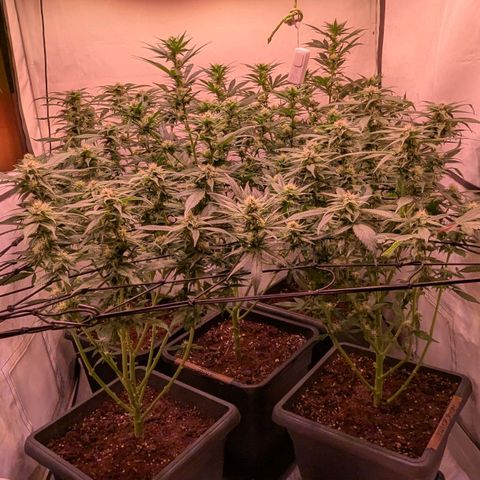 Platinum Jelly x Slurricane und Papaya Punch  growlog timeline photo