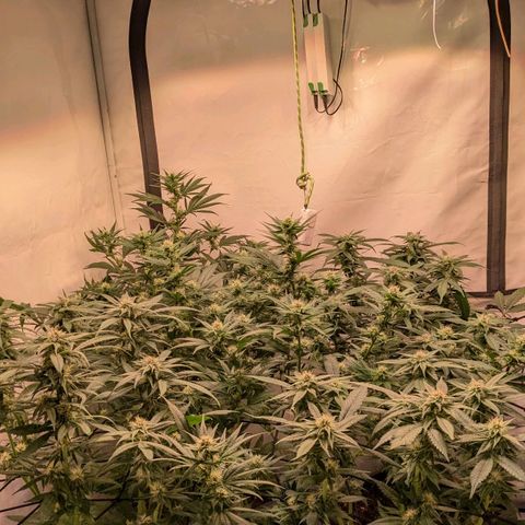 Platinum Jelly x Slurricane und Papaya Punch  growlog timeline photo