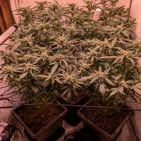 Platinum Jelly x Slurricane und Papaya Punch  growlog timeline photo