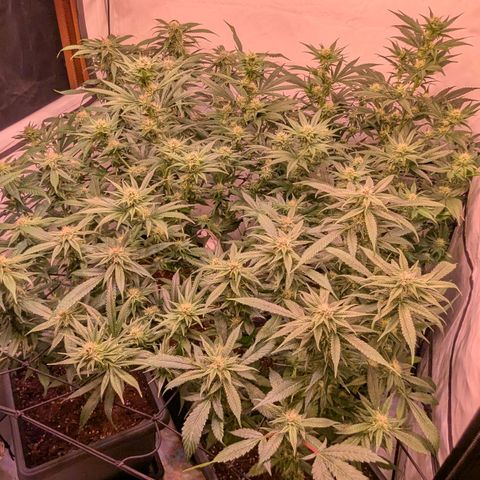 Platinum Jelly x Slurricane und Papaya Punch  growlog timeline photo