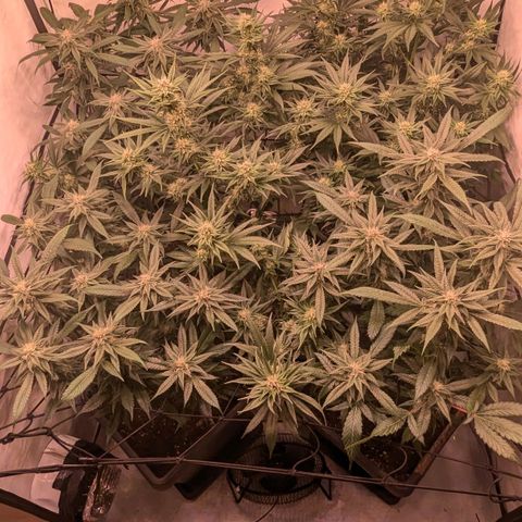 Platinum Jelly x Slurricane und Papaya Punch  growlog timeline photo