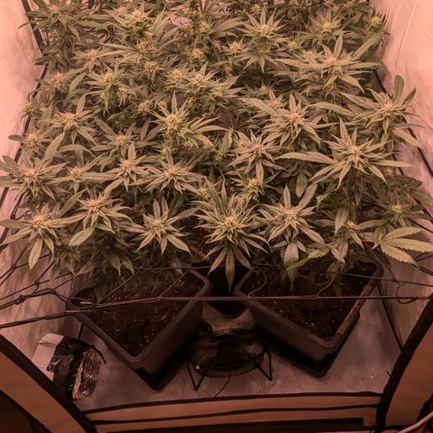 Platinum Jelly x Slurricane und Papaya Punch  growlog timeline photo