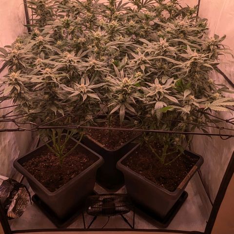 Platinum Jelly x Slurricane und Papaya Punch  growlog timeline photo