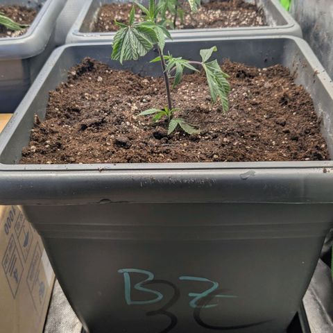 Growroom 21: Permanent Marker, Studio 54, Triple Choc  growlog timeline photo