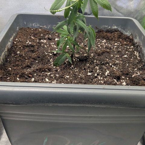 Growroom 21: Permanent Marker, Studio 54, Triple Choc  growlog timeline photo