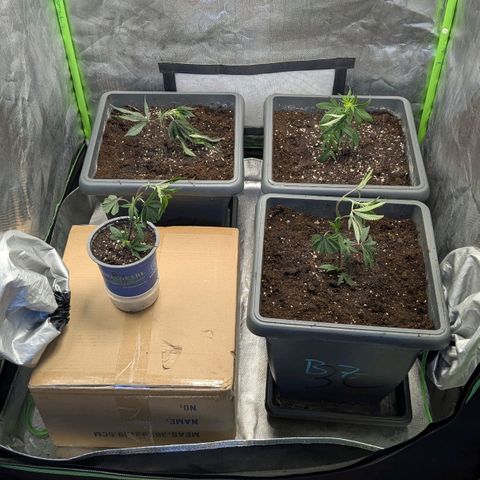 Growroom 21: Permanent Marker, Studio 54, Triple Choc  growlog timeline photo