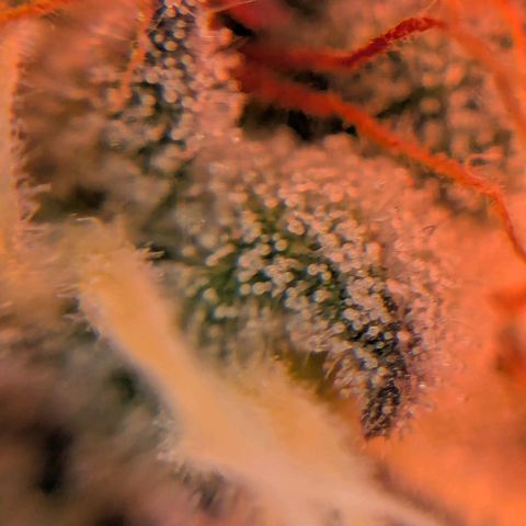 Platinum Jelly x Slurricane und Papaya Punch  growlog timeline photo