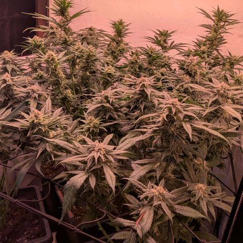 Platinum Jelly x Slurricane und Papaya Punch  growlog timeline photo