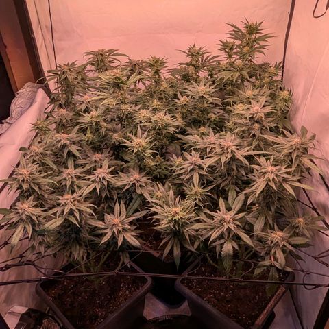 Platinum Jelly x Slurricane und Papaya Punch  growlog timeline photo