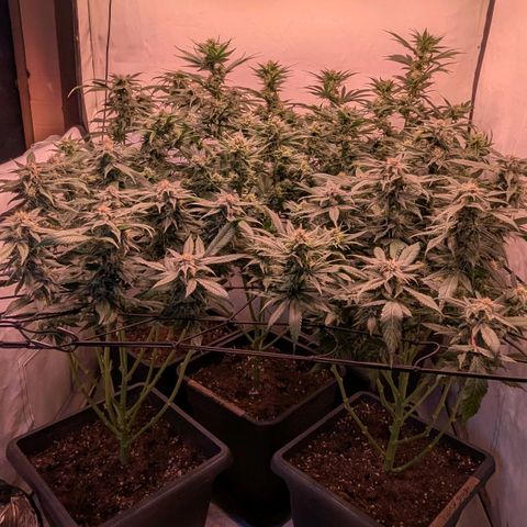 Platinum Jelly x Slurricane und Papaya Punch  growlog timeline photo