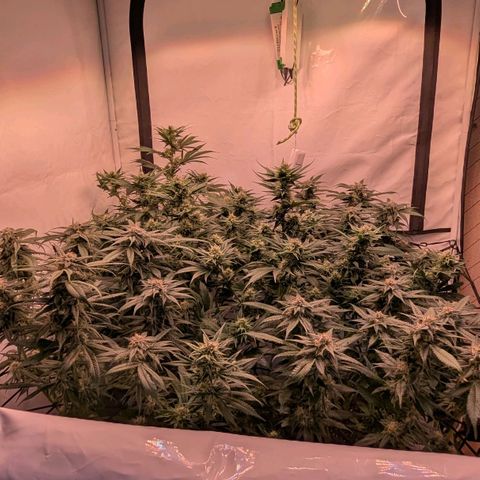 Platinum Jelly x Slurricane und Papaya Punch  growlog timeline photo