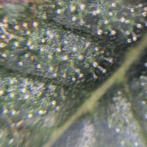 Platinum Jelly x Slurricane und Papaya Punch  growlog timeline photo