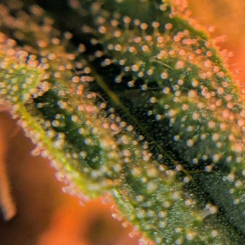 Platinum Jelly x Slurricane und Papaya Punch  growlog timeline photo