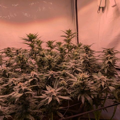 Platinum Jelly x Slurricane und Papaya Punch  growlog timeline photo