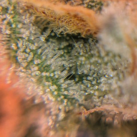 Platinum Jelly x Slurricane und Papaya Punch  growlog timeline photo
