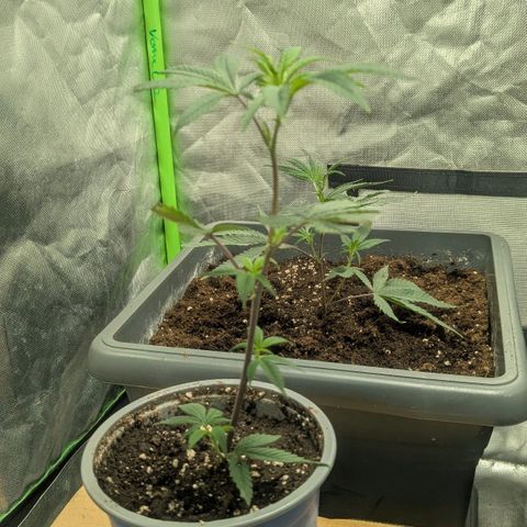 Growroom 21: Permanent Marker, Studio 54, Triple Choc  growlog timeline photo