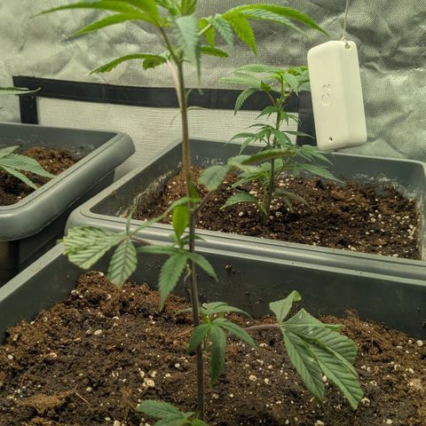 Growroom 21: Permanent Marker, Studio 54, Triple Choc  growlog timeline photo