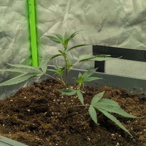 Growroom 21: Permanent Marker, Studio 54, Triple Choc  growlog timeline photo