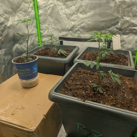 Growroom 21: Permanent Marker, Studio 54, Triple Choc  growlog timeline photo
