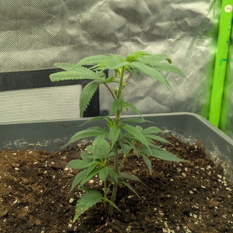 Growroom 21: Permanent Marker, Studio 54, Triple Choc  growlog timeline photo