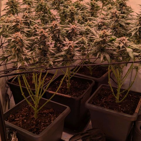 Platinum Jelly x Slurricane und Papaya Punch  growlog timeline photo