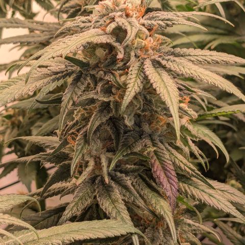 Platinum Jelly x Slurricane und Papaya Punch  growlog timeline photo
