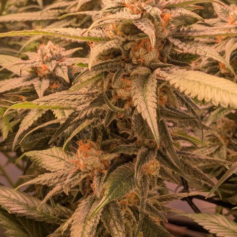 Platinum Jelly x Slurricane und Papaya Punch  growlog timeline photo