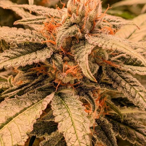 Platinum Jelly x Slurricane und Papaya Punch  growlog timeline photo