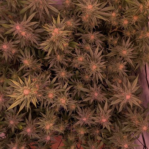 Platinum Jelly x Slurricane und Papaya Punch  growlog timeline photo