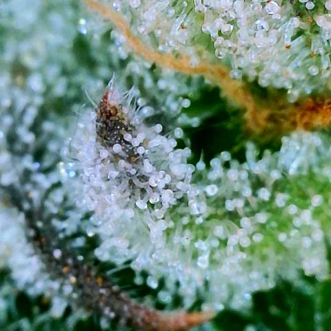 Platinum Jelly x Slurricane und Papaya Punch  growlog timeline photo