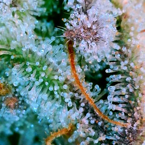 Platinum Jelly x Slurricane und Papaya Punch  growlog timeline photo