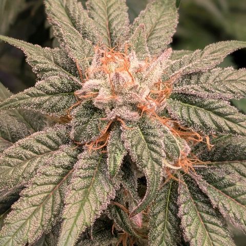 Platinum Jelly x Slurricane und Papaya Punch  growlog timeline photo