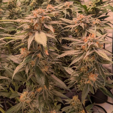Platinum Jelly x Slurricane und Papaya Punch  growlog timeline photo