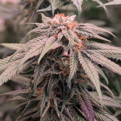 Platinum Jelly x Slurricane und Papaya Punch  growlog timeline photo