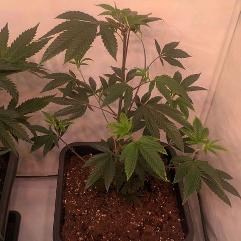 Growroom 21: Permanent Marker, Studio 54, Triple Choc  growlog timeline photo