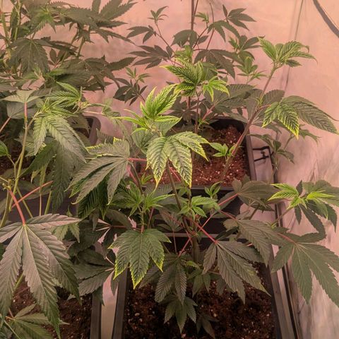 Growroom 21: Permanent Marker, Studio 54, Triple Choc  growlog timeline photo
