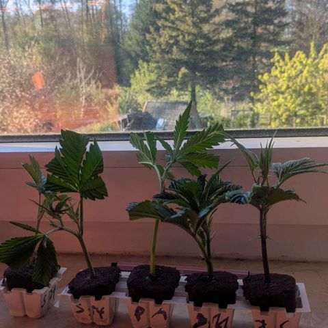 Growroom 21: Permanent Marker, Studio 54, Triple Choc  growlog timeline photo