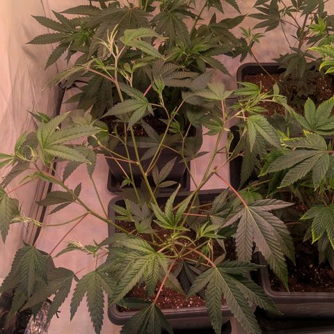 Growroom 21: Permanent Marker, Studio 54, Triple Choc  growlog timeline photo
