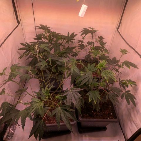 Growroom 21: Permanent Marker, Studio 54, Triple Choc  growlog timeline photo
