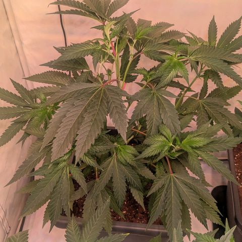 Growroom 21: Permanent Marker, Studio 54, Triple Choc  growlog timeline photo