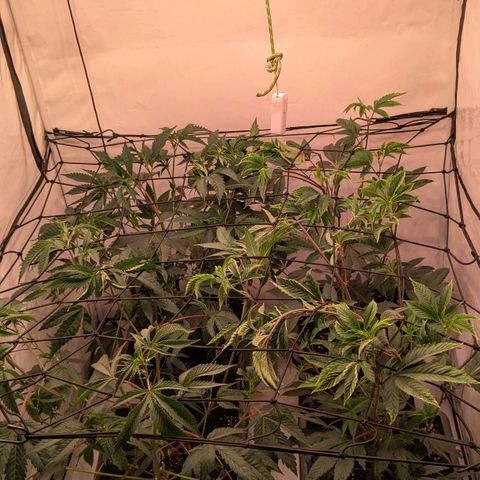 Growroom 21: Permanent Marker, Studio 54, Triple Choc  growlog timeline photo