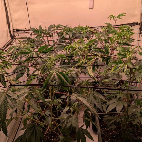 Growroom 21: Permanent Marker, Studio 54, Triple Choc  growlog timeline photo