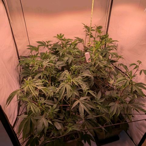 Growroom 21: Permanent Marker, Studio 54, Triple Choc  growlog timeline photo