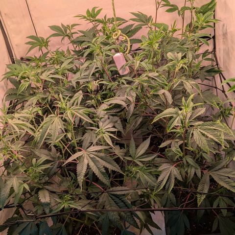 Growroom 21: Permanent Marker, Studio 54, Triple Choc  growlog timeline photo