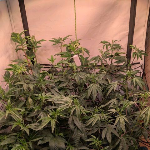 Growroom 21: Permanent Marker, Studio 54, Triple Choc  growlog timeline photo