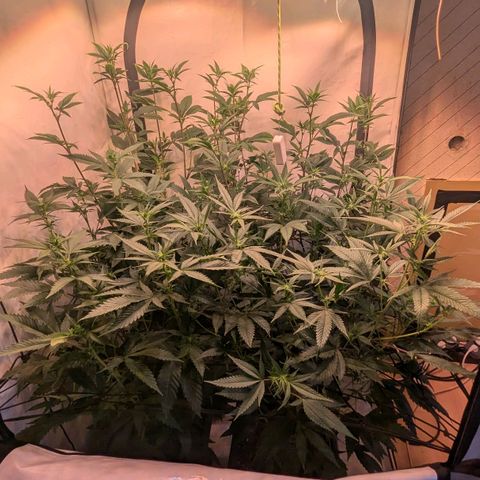 Growroom 21: Permanent Marker, Studio 54, Triple Choc  growlog timeline photo