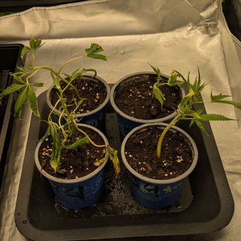 Growroom 21: Permanent Marker, Studio 54, Triple Choc  growlog timeline photo